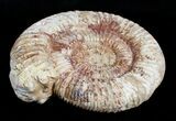 Inch Perisphinctes Ammonite - Jurassic #3754-2